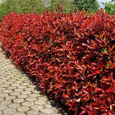 12 x Photinia Fraseri 'Red Robin'- Glansmispel in C2 pot met hoogte 20-40cm