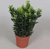 6 x Kardinaalsmuts - Euonymus japonicus 'Green Spire' 20 cm/+ - Haagplant - Pot P10.5 cm