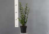 10 stuks Buxus vervanger Ilex crenata Caroline Upright'' twee-steks ±25 cm hoog Taxus Baccata Euonymus japonica Ilex maximowieziana GEEN Buxusmot