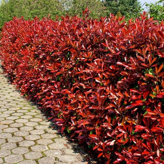 Photinias