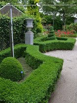 Buxus sempervirens 30-40 cm, 20x Haagplant