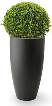 Buxus Bol In Pure Antraciet
