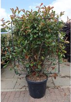 Glansmispel Red Robin (kant-en-klare haag) - Photinia fraseri 'Red Robin'