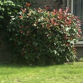 4x Photinia fraseri ‘Red Robin’ – Glansmispel in C2 liter potten