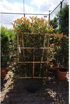 Glansmispel Red Robin Compact (kant-en-klare haag) - Photinia faseri ‘Red Robin Compact’