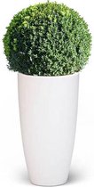 Buxus Bol In Elho Pure Large