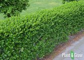 6x Ligusterhaag / Ligustrum ovalifolium | Meerjarige/Vaste planten | Winterhard