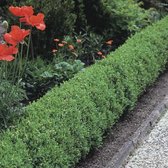 Ligustrum vulgare 'Lodense'  60 - 80 cm IN POT