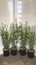 PM Haagliguster - ligustrum ovalifolium in 2 liter pot -  40-60cm - 5 stuks - 1 meter haag