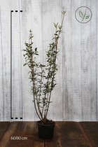 10 stuks | Wintergroene Liguster  Atrovirens  Pot 60-80 cm | Standplaats: Half-schaduw   | Latijnse naam: Ligustrum vulgare  Atrovirens