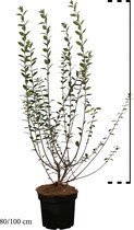 10 stuks | Wintergroene Liguster  Atrovirens  Pot 80-100 cm Extra kwaliteit | Standplaats: Half-schaduw   | Latijnse naam: Ligustrum vulgare  Atrovirens