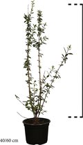 10 stuks | Wintergroene Liguster  Atrovirens  Pot 40-60 cm | Standplaats: Half-schaduw   | Latijnse naam: Ligustrum vulgare  Atrovirens