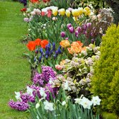 500 bloembollenpakket - tulpen, narcissen, hyacinten en bijzonder bolgewassen