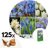 Plant in a Box - Voorjaars bloembollen mix Blue - 125x bloembollen - Combinatie van 6 verschillende soorten bloembollen met blauwe en witte bloemen voor in de tuin