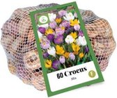 Jub Holland - XXL Crocus (Krokus) bloembollen - Kleurenmix Grootbloemig - 60 stuks