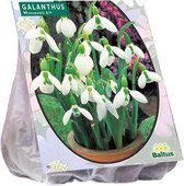 Galanthus (Sneeuwklokje) bloembollen - Woronowii - 1 x 25 stuks