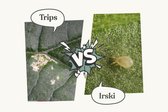 Biologische bestrijding van trips met behulp van Irski – Insect Heroes – 5 verpakkingen van 250 Irski roofmijten voor 5m2