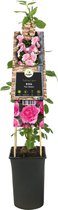 Klimroos Roze Rosa Pink Climber 75 cm klimplant