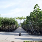 Plataan kruisdak - Platanus hispanica 220 cm stamhoogte (8 - 12 cm stamomtrek)