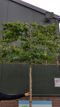 Leihaagbeuk - Carpinus Betulus | 200 cm stamhoogte
