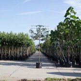 Sierpeer als leiboom - Pyrus call. ‘Chanticleer' 180 cm stamhoogte (8 - 12 cm stamomtrek)