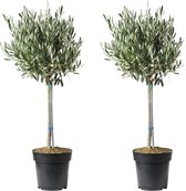 Olijfboom op stam - 'Olea Europaea' - tuinplant - wintergroen - H70cm Ø17cm - set van 2 stuks