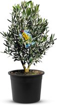 Olijfboom - Olea Europea - Olijfstruik - Winterhard - Pot ⌀ 20cm - Hoogte  70-80cm