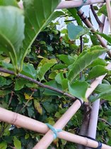 Leimagnolia - Magnolia kobus | 150 cm stamhoogte