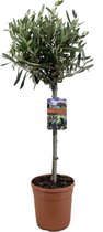 Plant in a Box - Olijfboom op stam - Pot ⌀21cm - Hoogte ↕ 90-100cm - Olea Europaea - Olijf - Terrasplant - Winterhard - Tuinplant