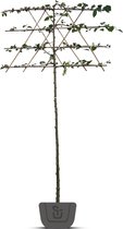 Kleinbladige leilinde | Tilia cordata Greenspire | Stamomtrek: 8-10 cm | Stamhoogte: 120 cm