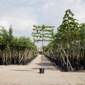 Leilinde - ‘Tillia europaea ‘Pallida' 150 cm stamhoogte (8 - 12) cm stamomtrek)