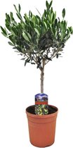 Plant in a Box - Olijfboom op stam - Olea Europaea - Pot ⌀17 cm -Hoogte ↕ 50-60 cm