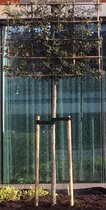 Lei-steeneik - Quercus Ilex | 180 cm stamhoogte