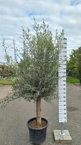 Olijfboom 200 cm hoog - Oude olijfboom - Olea europea