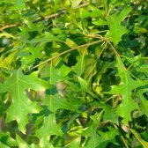 Lei-moeraseik - Quercus Palustris | 220 cm stamhoogte