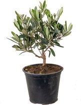 Olea europaea - Olijfboom - Mediterrane struik - Winterhard - ⌀14 cm - 20-30 cm