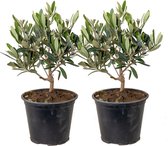 2x Olea europaea - Olijfboom - Mediterrane boom - Winterhard - ⌀14 cm - 20-30 cm