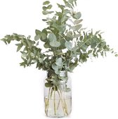 Eucalyptus Takken - Droogbloemen - Vers - 300 gram!