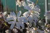 Magnolia stellata - STERMAGNOLIA - 40 - 50 cm in pot - Heester - Tulpenboom