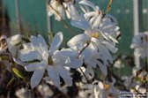 Magnolia stellata - STERMAGNOLIA - 40 - 50 cm in pot - Heester - Tulpenboom