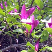 Magnolia Liliiflora 'Nigra' - Leliemagnolia 50-60 cm pot