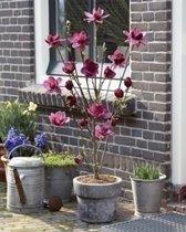 Magnolia X Genie - BEVERBOOM - 40 - 50 cm - Heester - Tulpenboom
