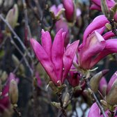 Magnolia 'Susan' - Beverboom 40-60 cm pot