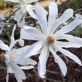 Magnolia Stellata - Stermagnolia 40-60 cm pot