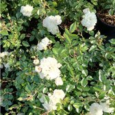 Rosa 'Sea Foam' - Bodembedekkende struikroos in pot