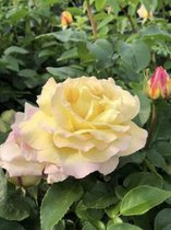 Rosa 'Madame A. Meilland' - Roos in pot