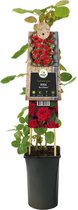 Klimroos Rood Rosa Red Climber 75 cm klimplant