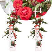 Plant in a Box - Set van 2 'Crazy in Love' rozen - Groenblijvende winterharde klimplant voor in de tuin - Pot ⌀ 15cm - Hoogte  60-70cm