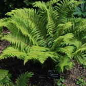 6 x Polystichum Aculeatum - Naaldvaren pot 9x9cm