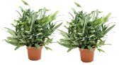 Plant in a Box - Phlebodium Aureum 'Blue Star' - Set van 2 - Gemakkelijk te verzorgen Blauwvaren - Pot 17cm - Hoogte 40-50cm